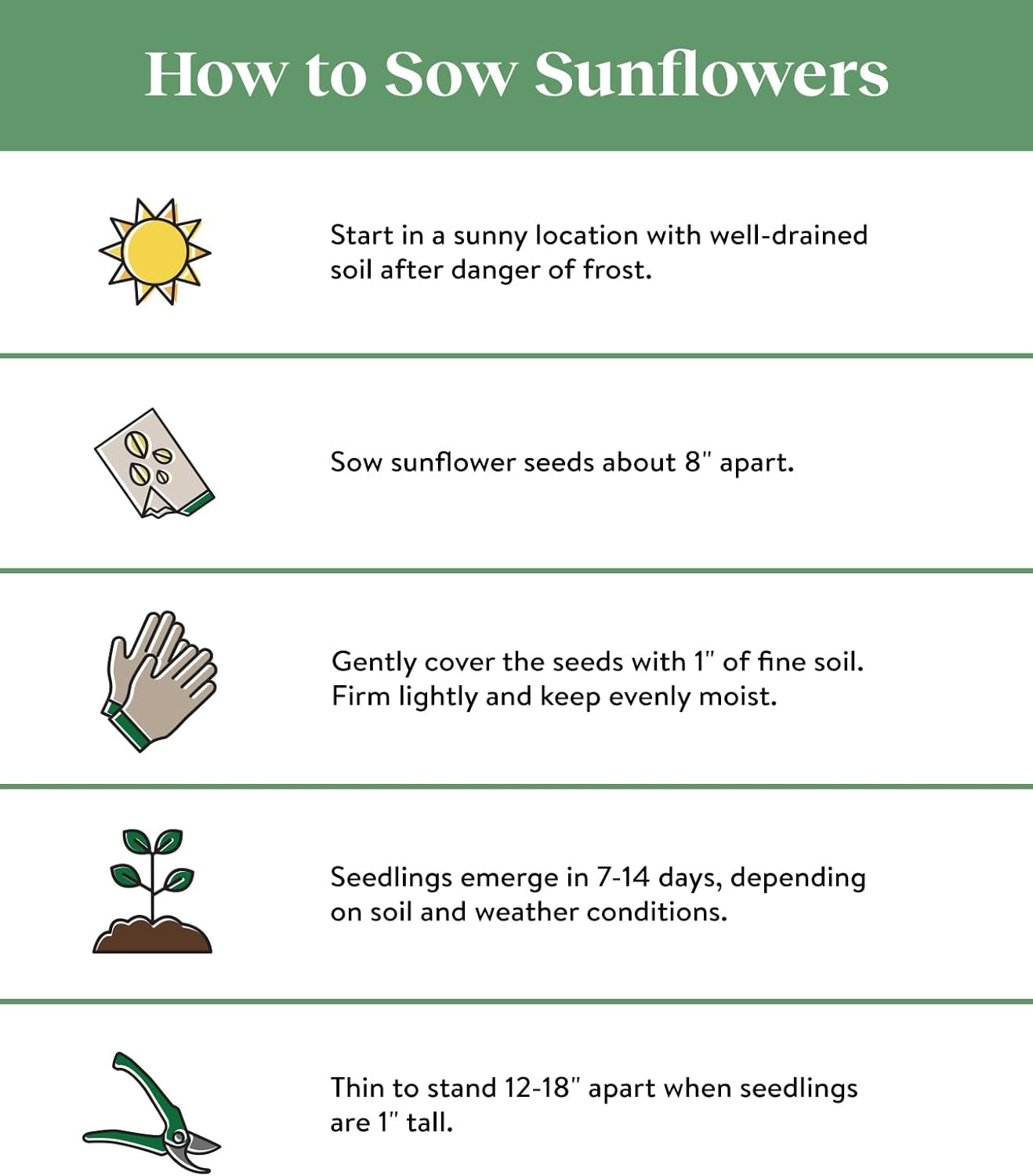 Mammoth Russian Sunflower Seeds