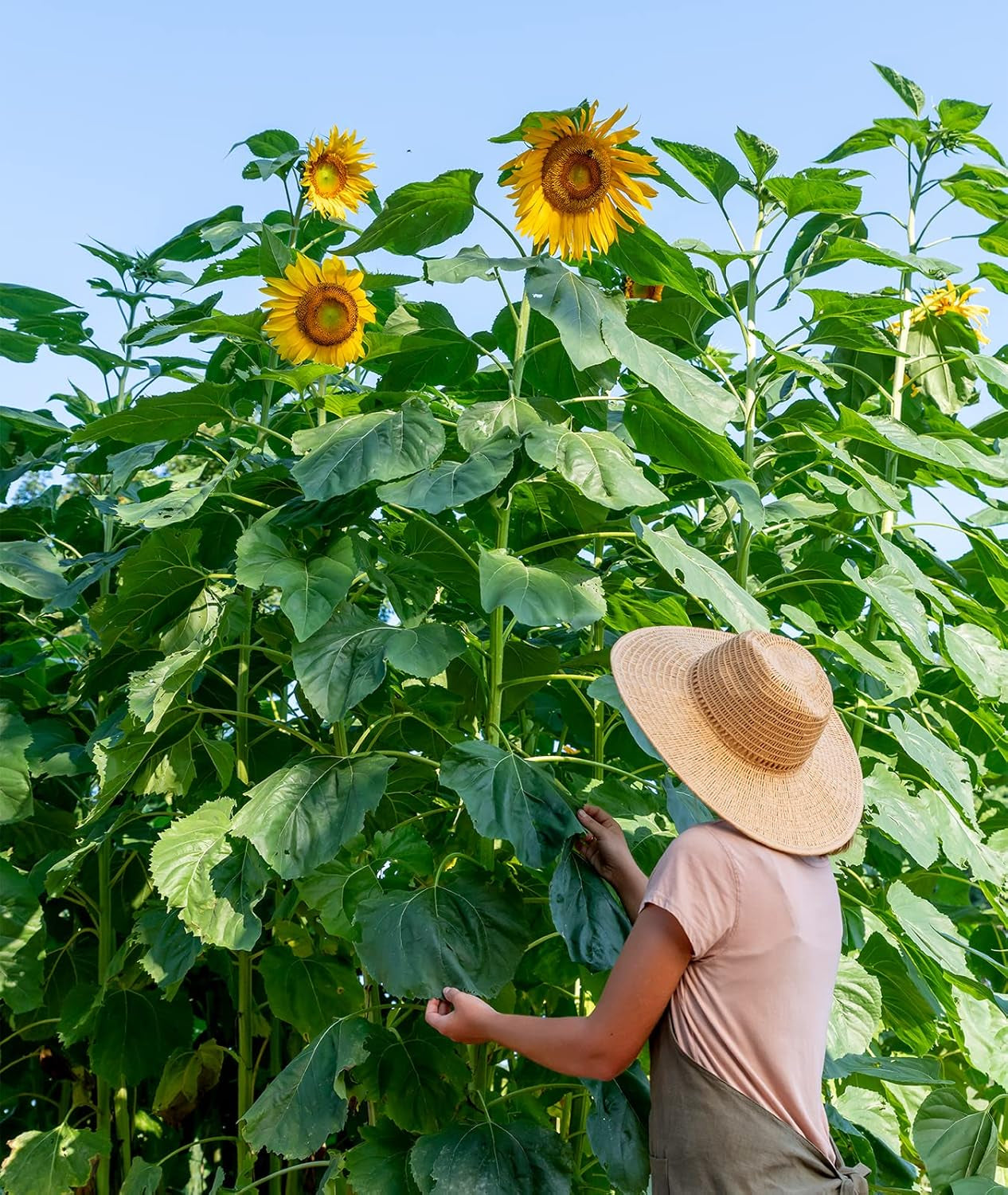 Mammoth Russian Sunflower Seeds