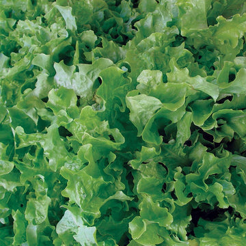 Salad Bowl Lettuce Seeds