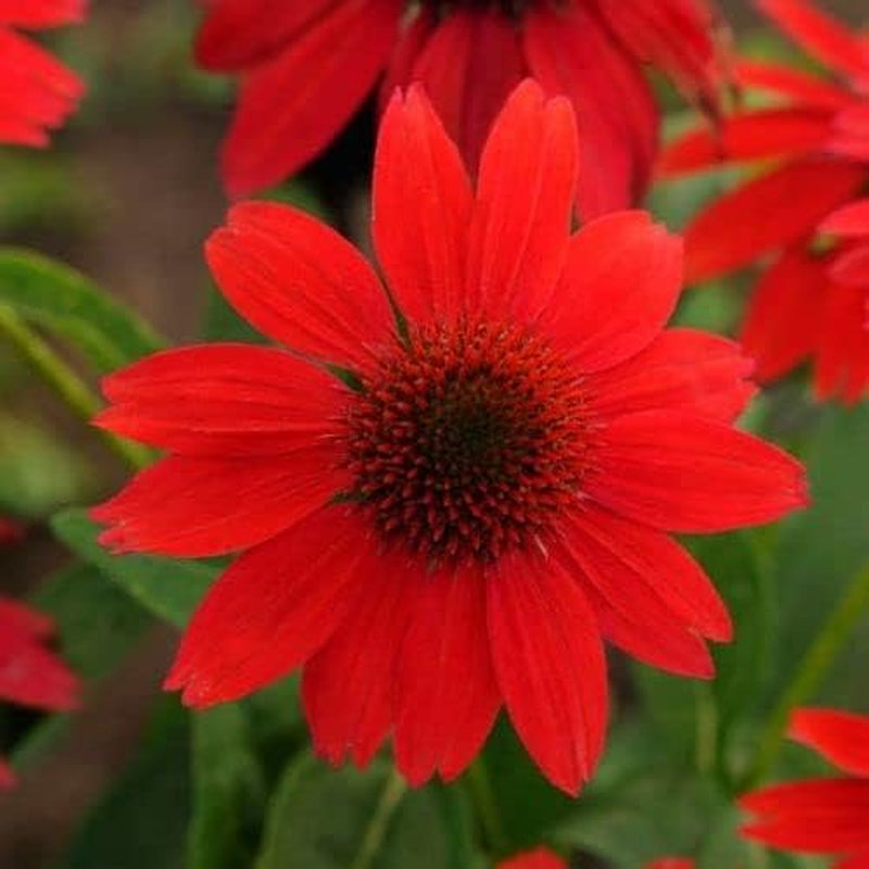 Red Coneflower Seeds