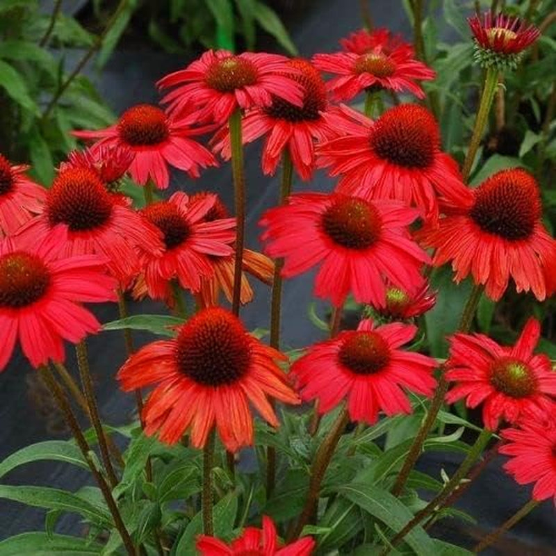 Red Coneflower Seeds