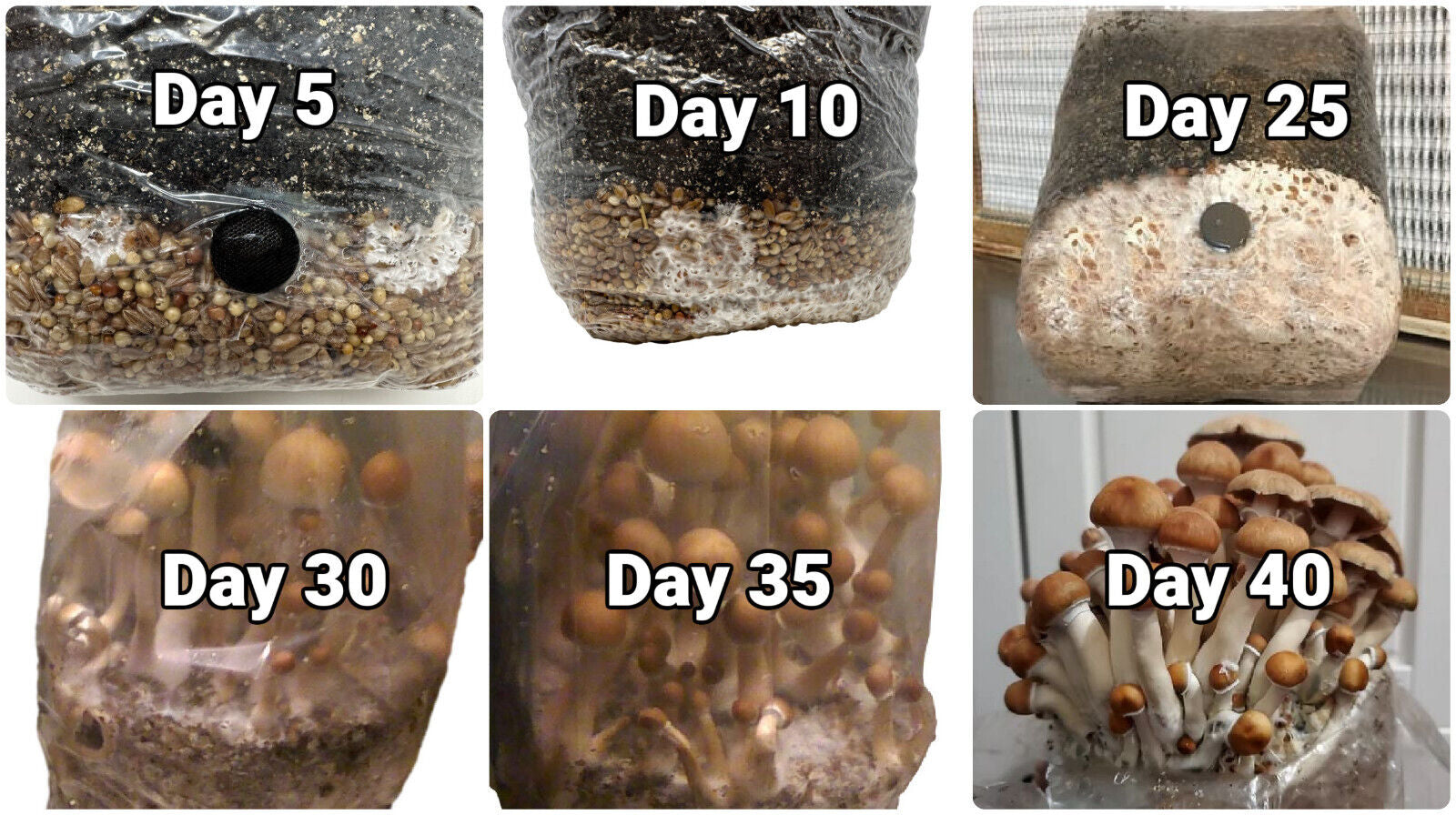 Myco Labs All in One Mushroom Grow Kit