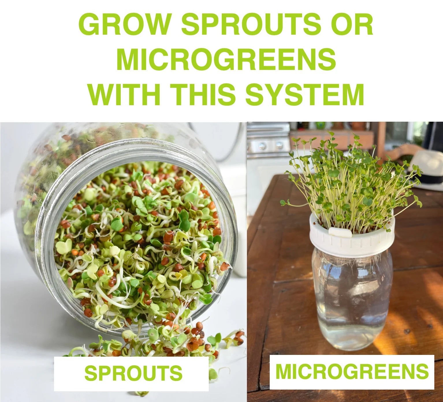 Growing Kit & Green Onion Regrower