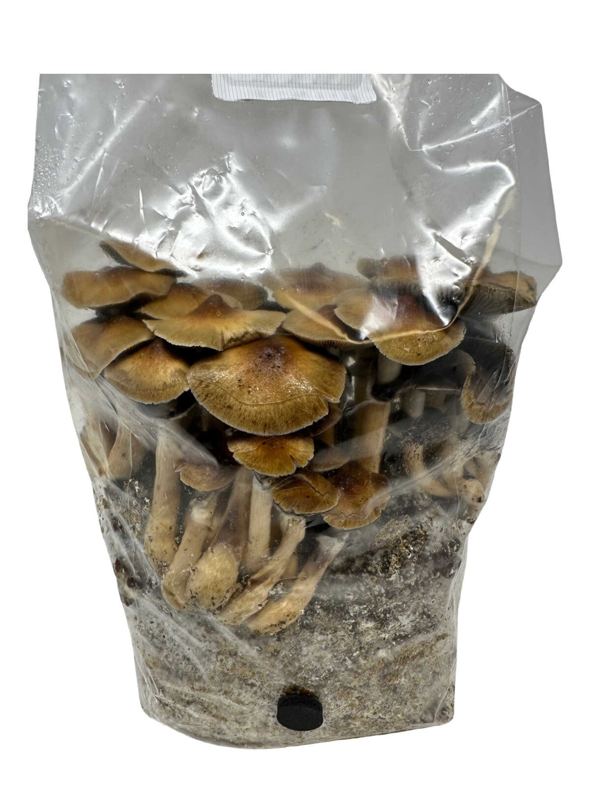 Myco Labs All in One Mushroom Grow Kit