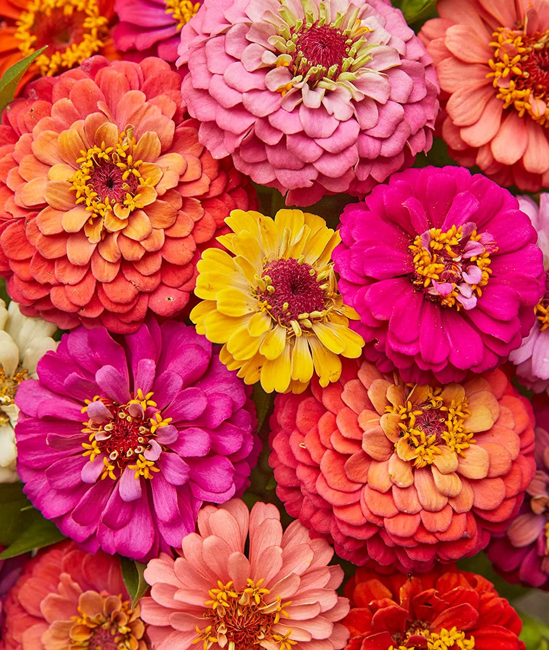Cut & Come Again Zinnia Seeds