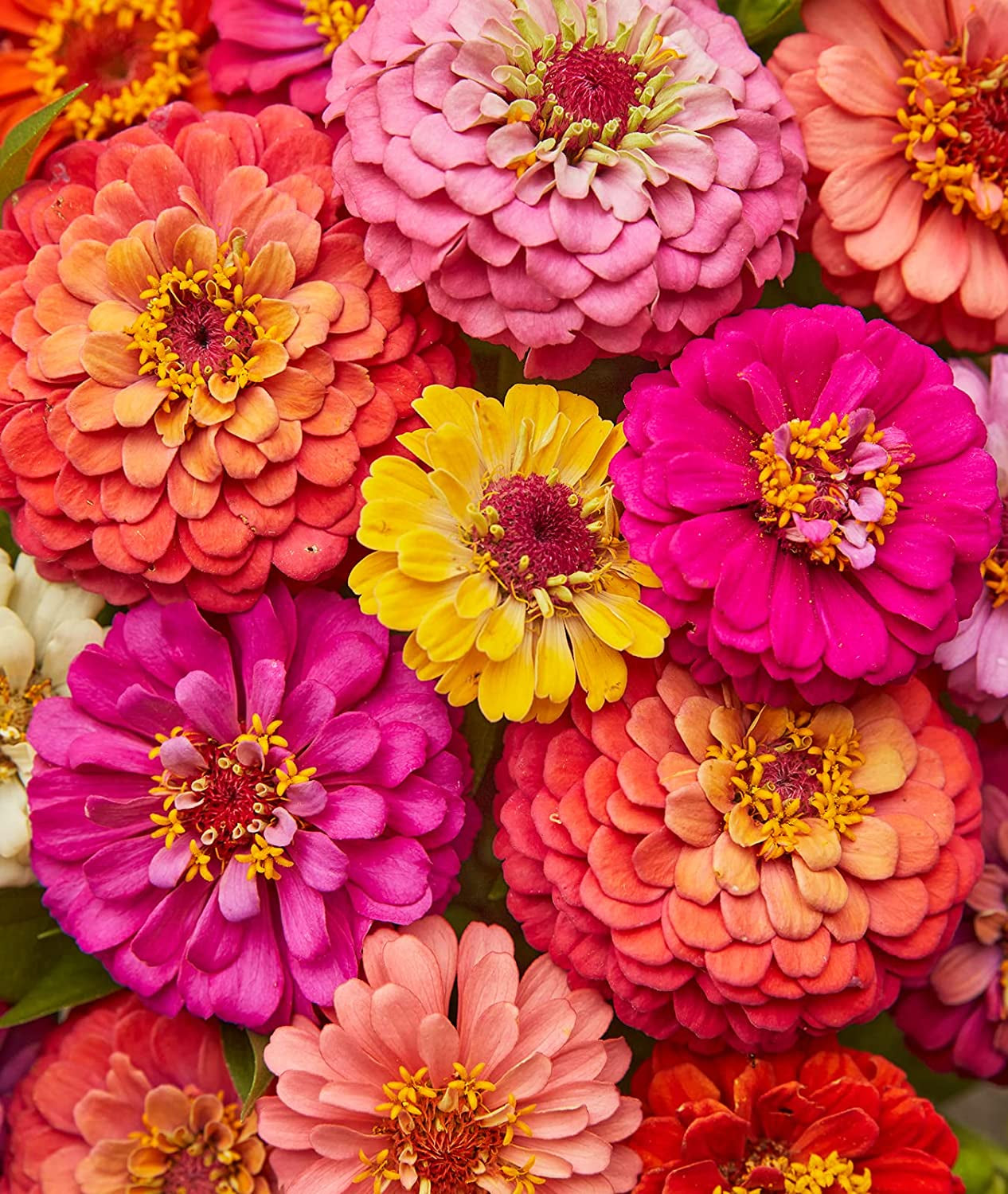 Cut & Come Again Zinnia Seeds