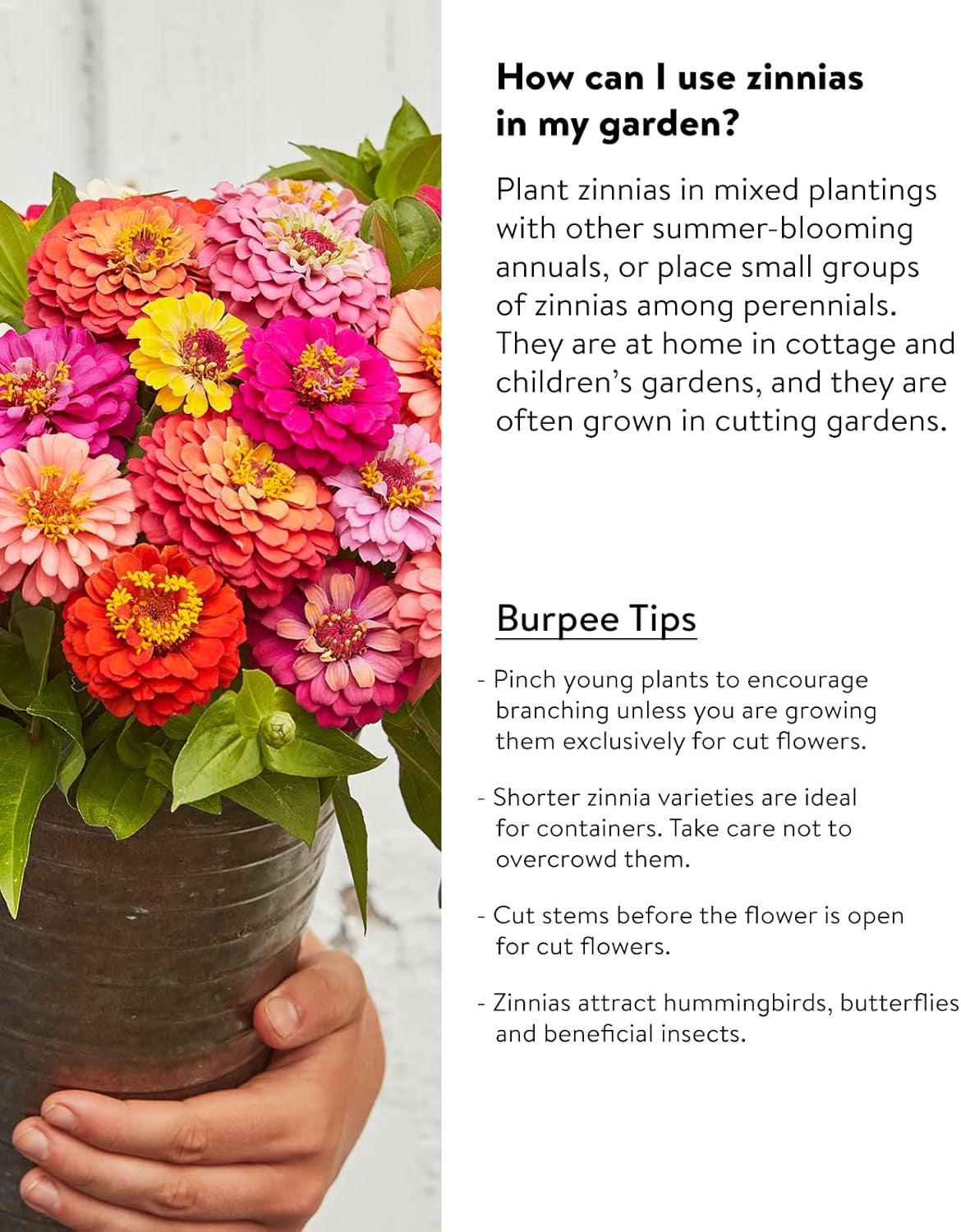 Cut & Come Again Zinnia Seeds