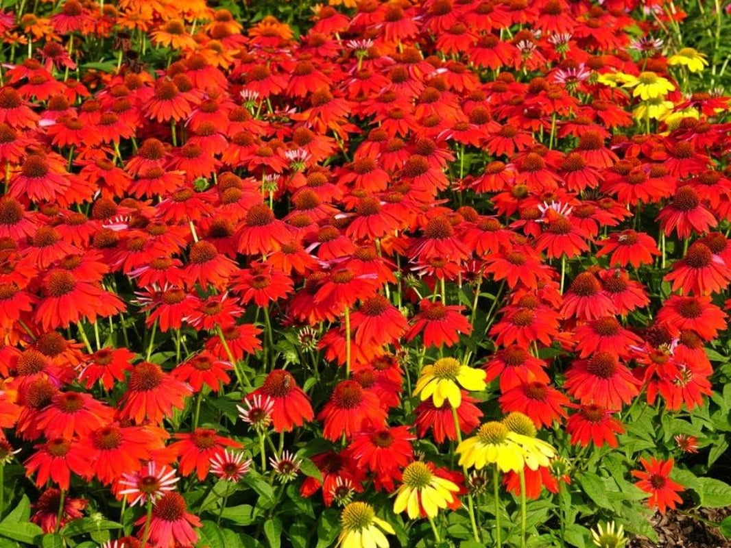 Red Coneflower Seeds