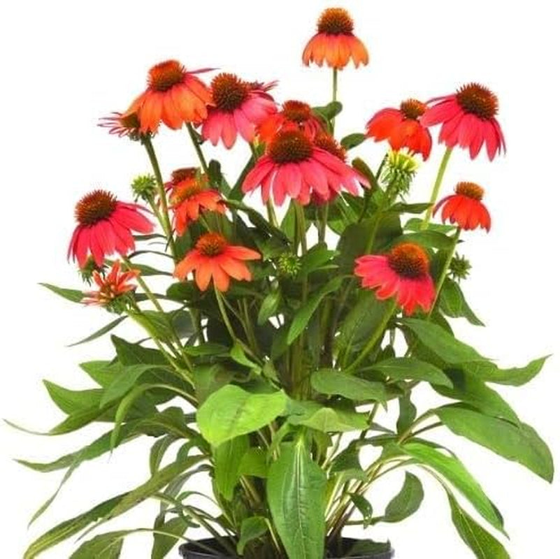 Red Coneflower Seeds