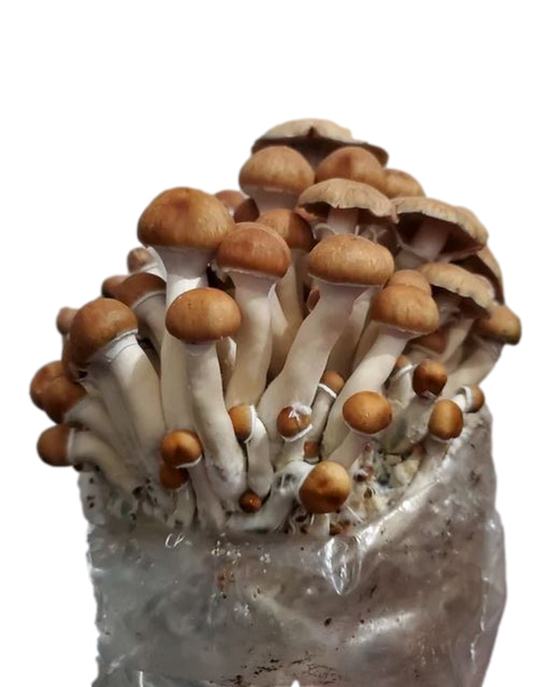 Myco Labs All in One Mushroom Grow Kit