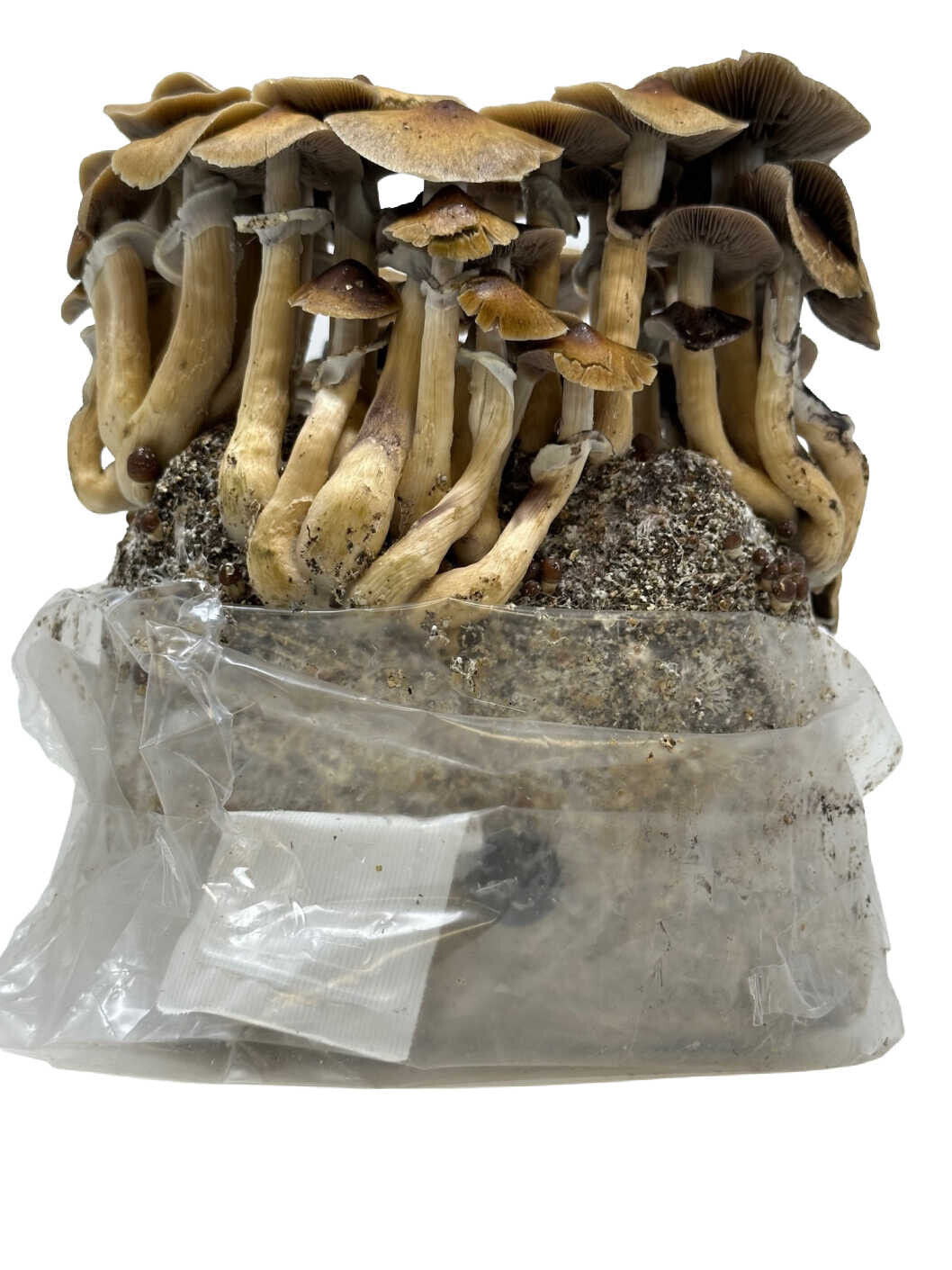 Myco Labs All in One Mushroom Grow Kit