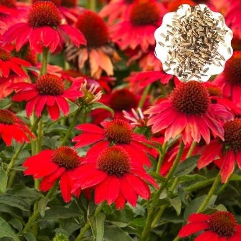 Red Coneflower Seeds