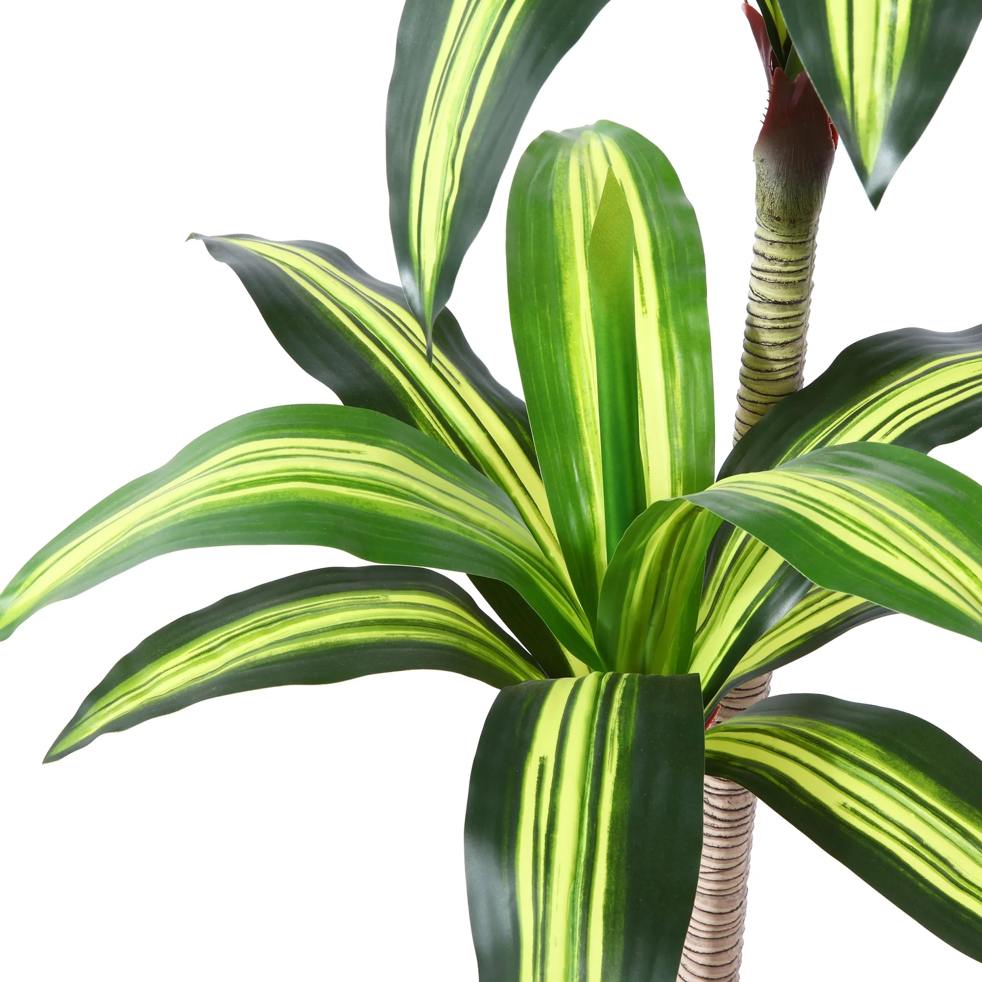 Fake Dracaena Tree in Black Plastic Pot