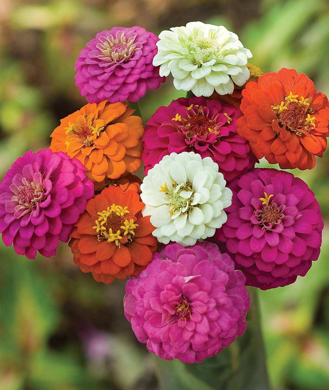 Cut & Come Again Zinnia Seeds