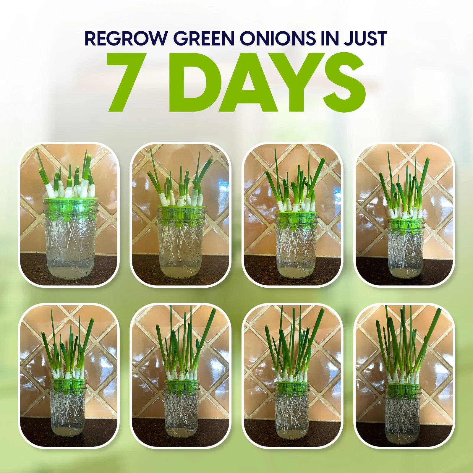 Growing Kit & Green Onion Regrower