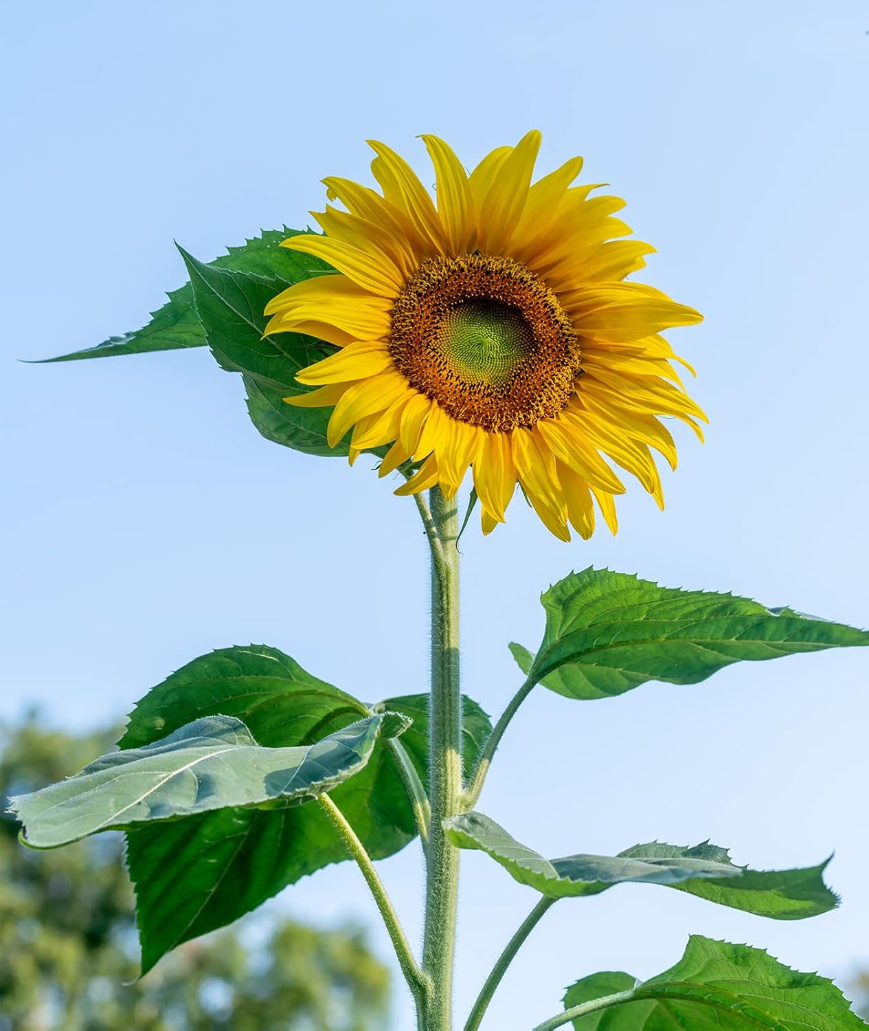 Mammoth Russian Sunflower Seeds