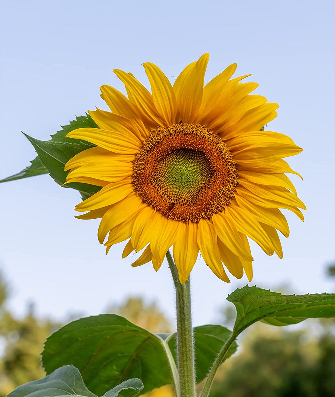 Mammoth Russian Sunflower Seeds
