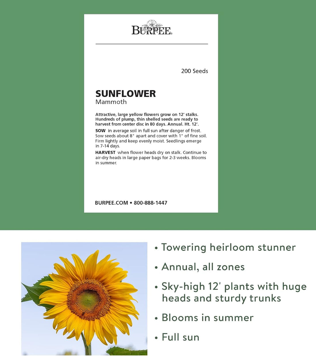Mammoth Russian Sunflower Seeds