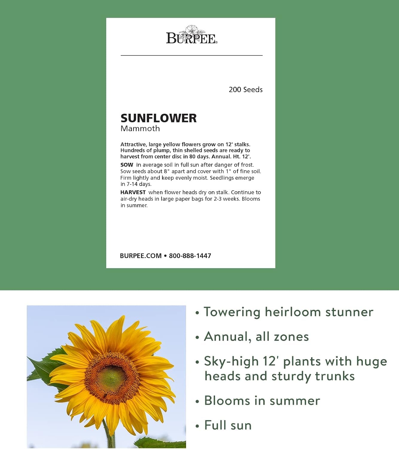 Mammoth Russian Sunflower Seeds